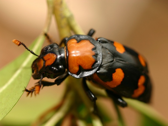Все о жуках в Кизилюрте | ЗооТом портал о животных
