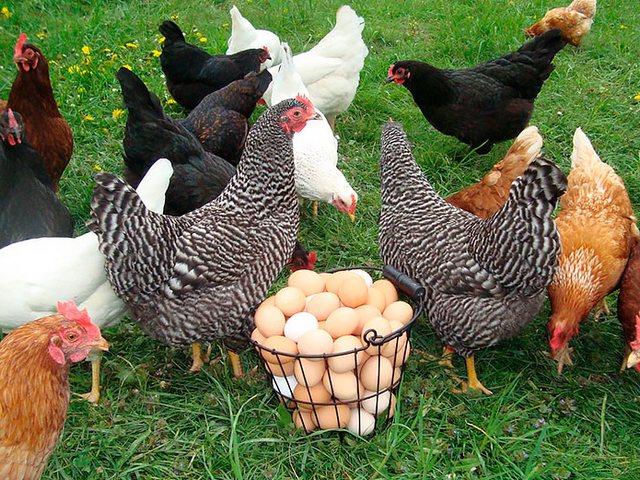 Содержание кур и уход за ними | ЗооТом - продажа, вязка и услуги для животных в Кизилюрте