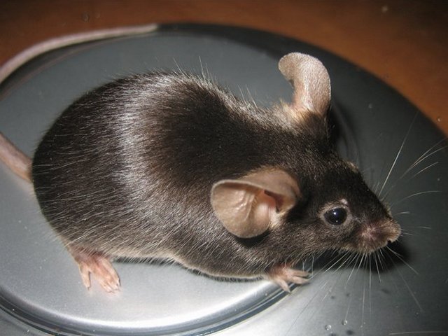 Все о мышах в Кизилюрте | ЗооТом - продажа, вязка и услуги для животных в Кизилюрте