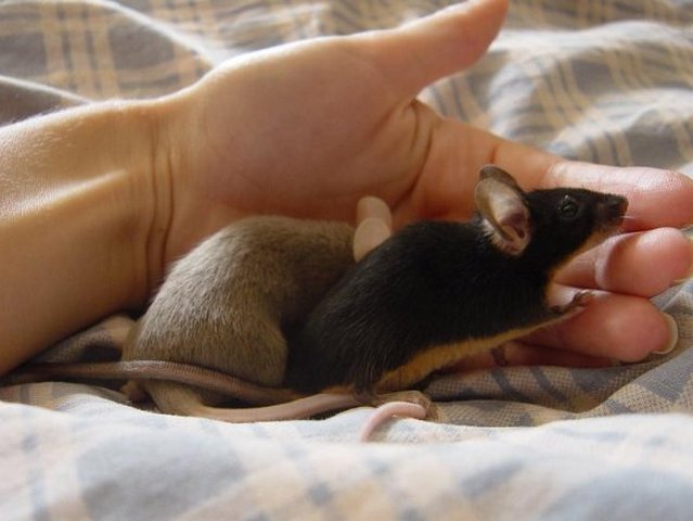 Все о мышах в Кизилюрте | ЗооТом - продажа, вязка и услуги для животных в Кизилюрте