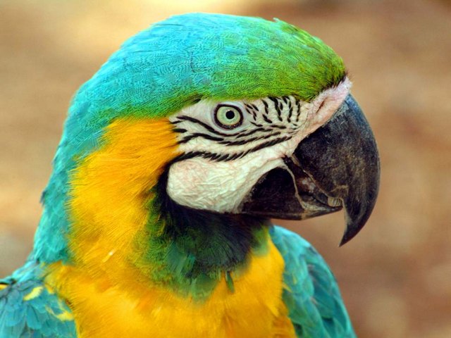 Все о попугаях в Кизилюрте | ЗооТом портал о животных