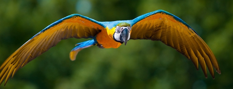 Все о попугаях в Кизилюрте | ЗооТом портал о животных