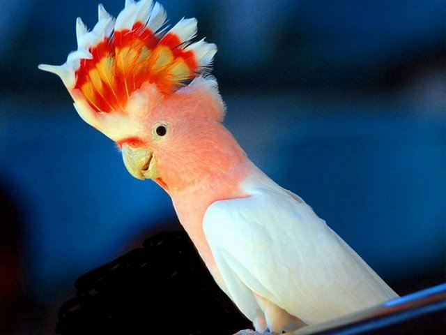 Породы попугаев | ЗооТом - продажа, вязка и услуги для животных в Кизилюрте