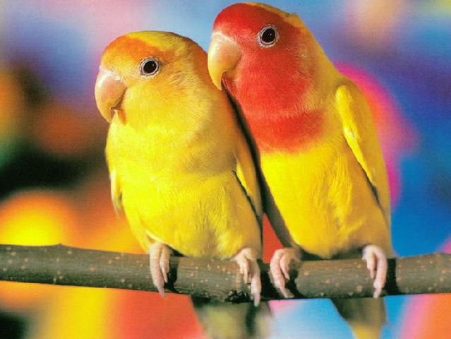 Породы попугаев | ЗооТом - продажа, вязка и услуги для животных в Кизилюрте