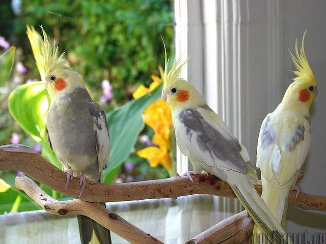 Содержание попугаев и уход за ними | ЗооТом - продажа, вязка и услуги для животных в Кизилюрте