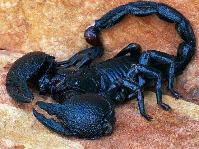 Все о скорпионах в Кизилюрте | ЗооТом портал о животных