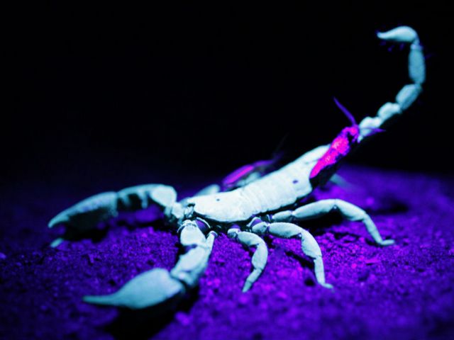 Все о скорпионах в Кизилюрте | ЗооТом портал о животных