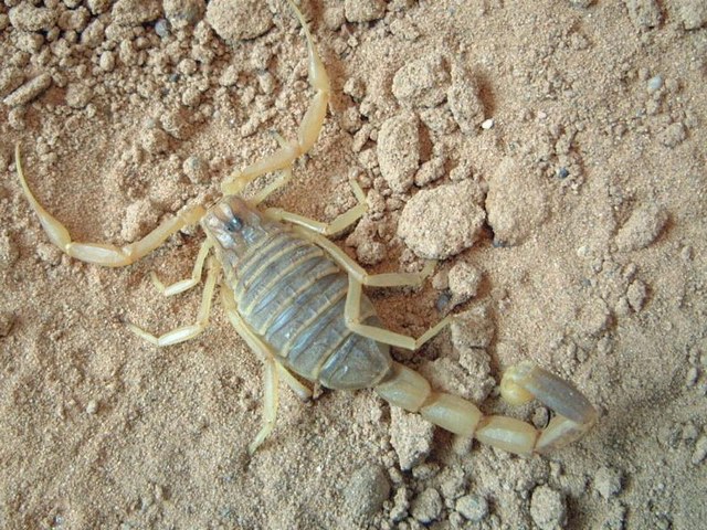 Содержание скорпионов и уход за ними в Кизилюрте | ЗооТом портал о животных