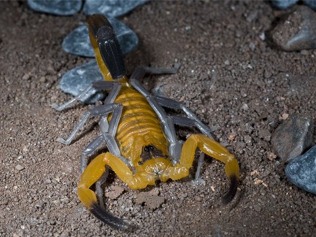 Содержание скорпионов и уход за ними в Кизилюрте | ЗооТом портал о животных