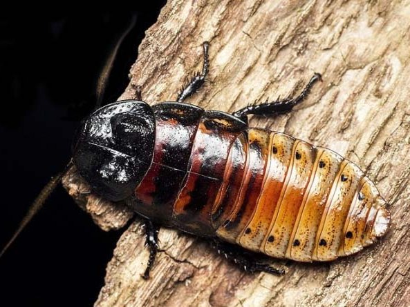 Все о тараканах в Кизилюрте | ЗооТом портал о животных