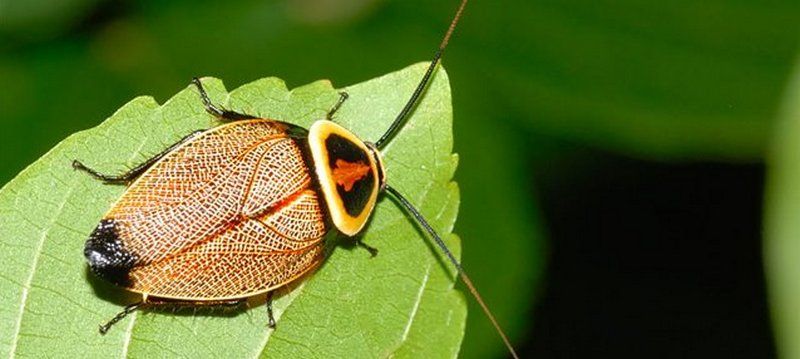 Все о тараканах в Кизилюрте | ЗооТом портал о животных