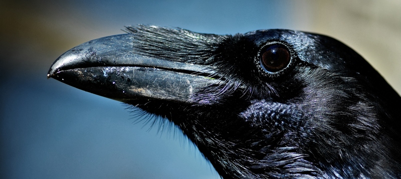 Все о воронах в Кизилюрте | ЗооТом портал о животных