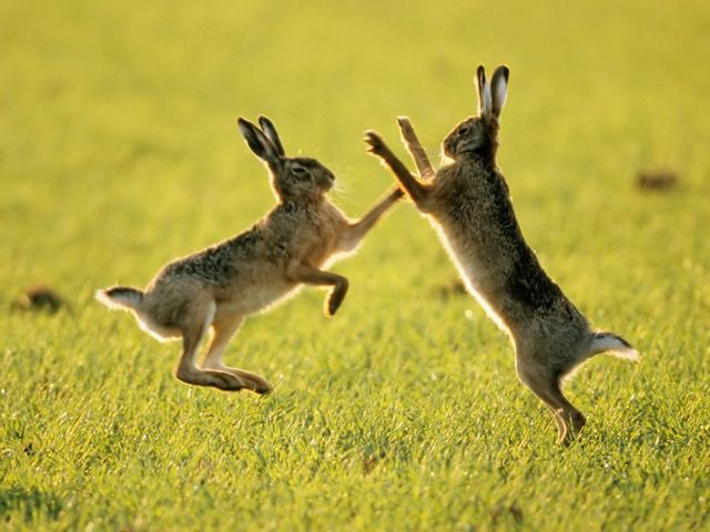 Породы зайцев | ЗооТом - продажа, вязка и услуги для животных в Кизилюрте