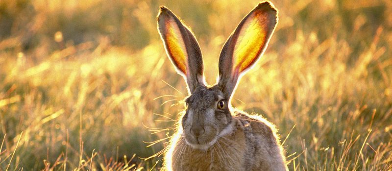 Все о зайцах | ЗооТом - продажа, вязка и услуги для животных в Кизилюрте