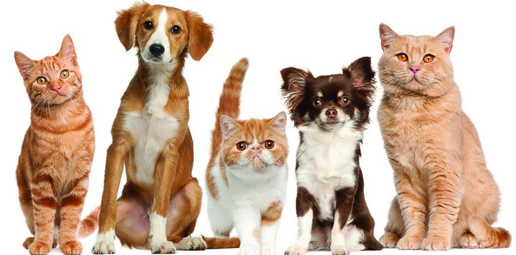 Доска объявлений о животных | ЗооТом - продажа, вязка и услуги для животных в Кизилюрте