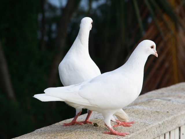 Все о голубях | ЗооТом - продажа, вязка и услуги для животных в Кизилюрте