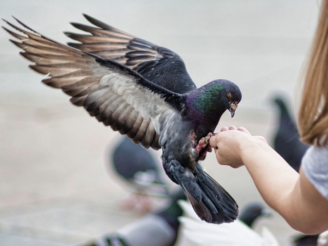 Все о голубях | ЗооТом - продажа, вязка и услуги для животных в Кизилюрте