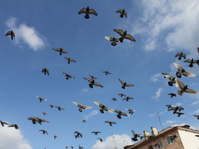 Голуби над городом | ЗооТом - продажа, вязка и услуги для животных в Кизилюрте