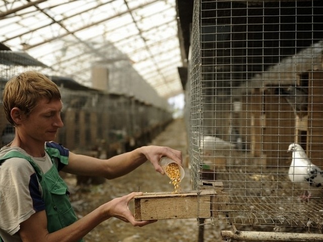 Содержание голубей и уход за ними | ЗооТом - продажа, вязка и услуги для животных в Кизилюрте