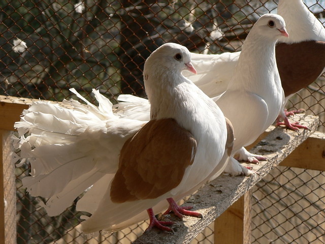 Содержание голубей и уход за ними в Кизилюрте