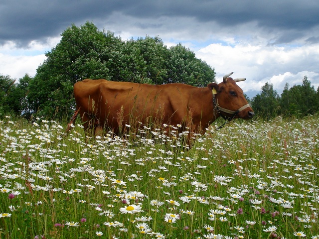 Все о коровах в Кизилюрте | ЗооТом портал о животных