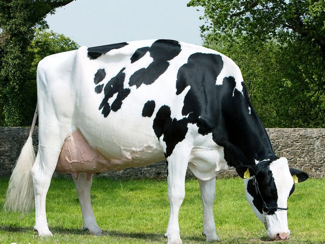 Породы коров в Кизилюрте | ЗооТом портал о животных