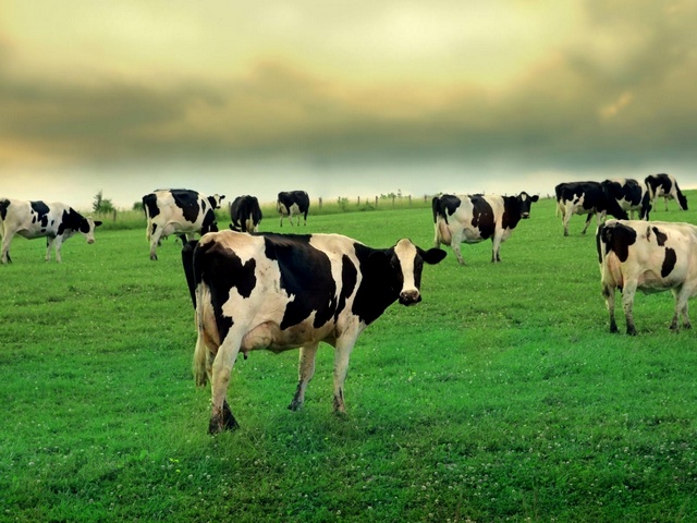 Содержание коров и уход за ними в Кизилюрте | ЗооТом портал о животных