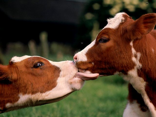 Статьи о коровах в Кизилюрте | ЗооТом портал о животных