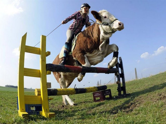 Статьи о коровах в Кизилюрте | ЗооТом портал о животных