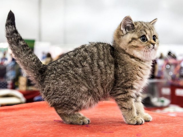 Породы кошек в Кизилюрте | ЗооТом портал о животных