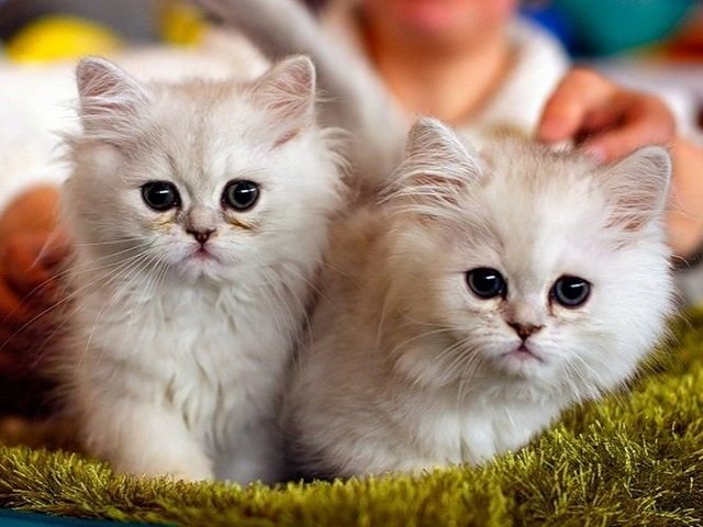 Породы кошек в Кизилюрте | ЗооТом портал о животных