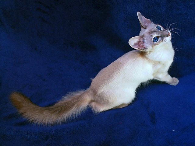 Выведенные породы кошек в Кизилюрте | ЗооТом портал о животных
