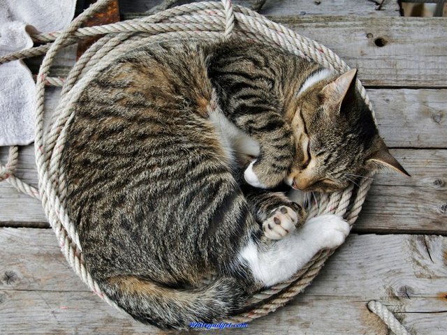 Все о кошках в Кизилюрте | ЗооТом портал о животных