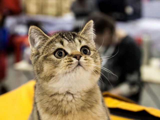 Выставки кошек в Кизилюрте | ЗооТом портал о животных