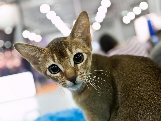 Выставки кошек в Кизилюрте | ЗооТом портал о животных