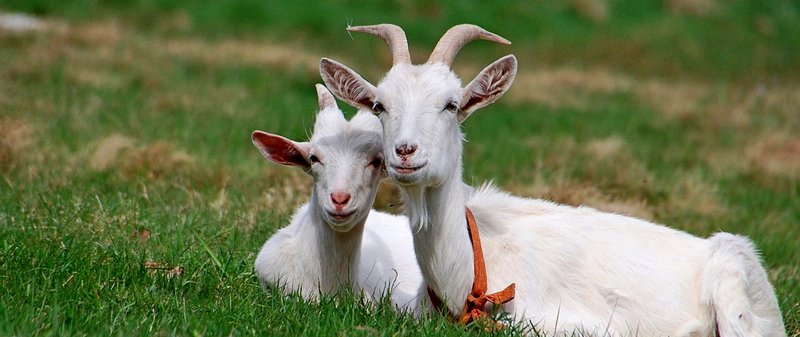 Все о козах в Кизилюрте | ЗооТом портал о животных