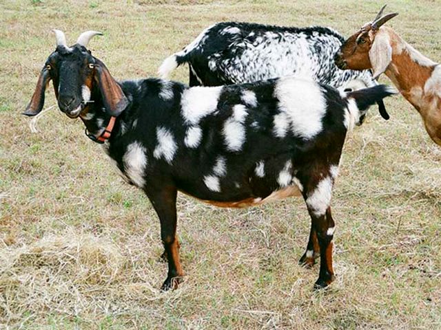 Породы коз в Кизилюрте | ЗооТом портал о животных