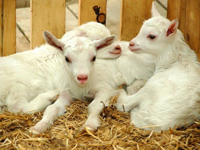 Содержание коз и уход за ними в Кизилюрте | ЗооТом портал о животных