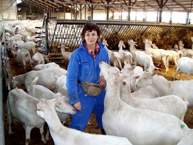 Содержание коз и уход за ними в Кизилюрте | ЗооТом портал о животных