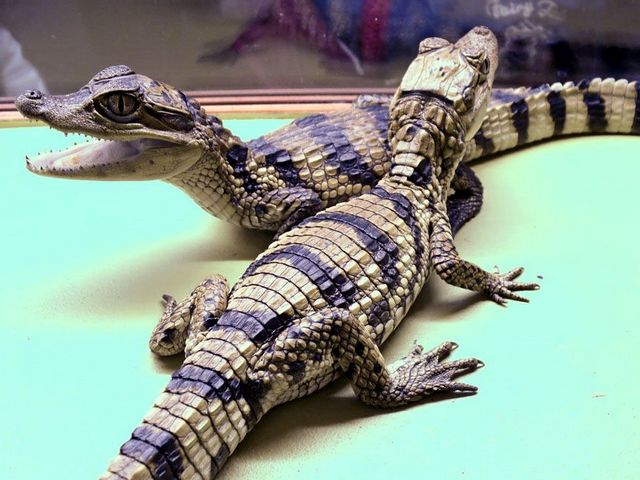 Все о крокодилах в Кизилюрте | ЗооТом портал о животных