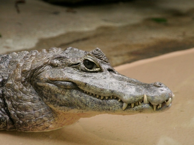 Все о крокодилах в Кизилюрте | ЗооТом портал о животных
