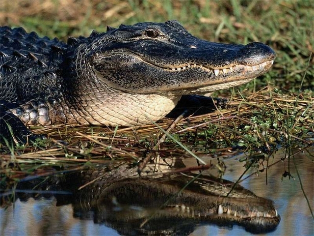 Породы крокодилов в Кизилюрте | ЗооТом портал о животных