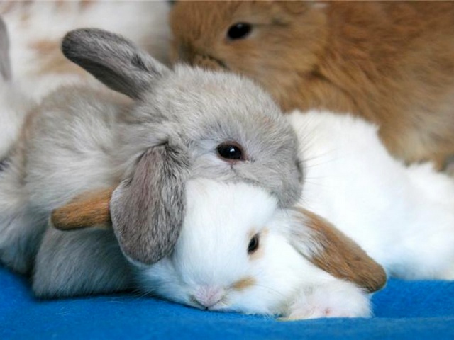 Статьи о кроликах в Кизилюрте | ЗооТом портал о животных