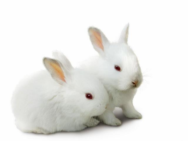 Все о кроликах в Кизилюрте | ЗооТом портал о животных
