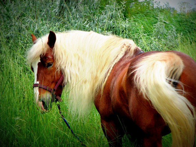 Породы лошадей в Кизилюрте | ЗооТом портал о животных