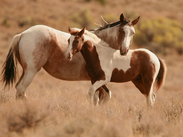 Интересные факты лошадях в Кизилюрте | ЗооТом портал о животных