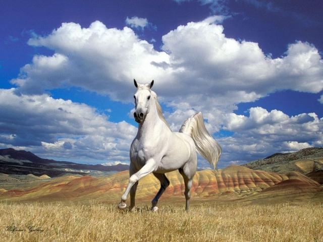Статьи о лошадях в Кизилюрте | ЗооТом портал о животных