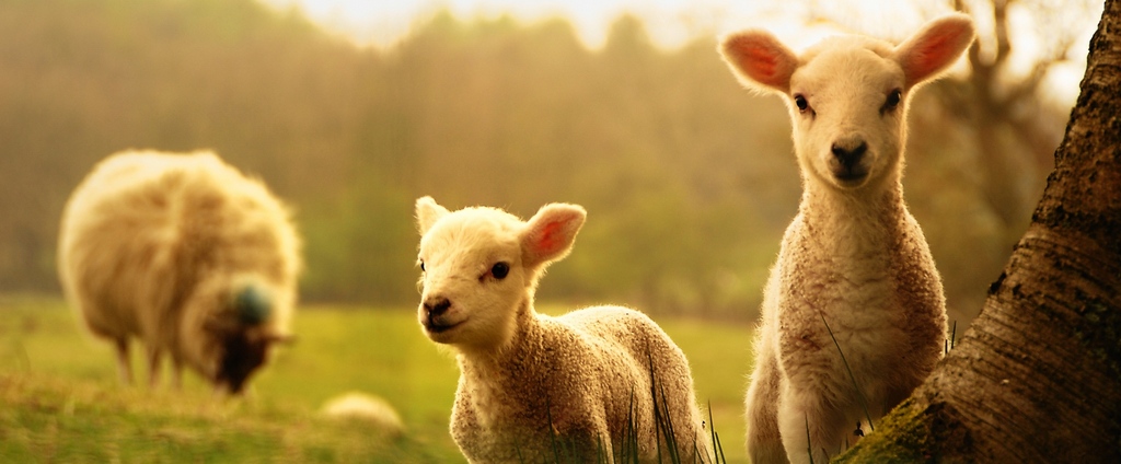Объявления о сельскохозяйственных животных | ЗооТом - продажа, вязка и услуги для животных в Кизилюрте