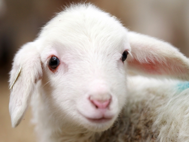 Овцы и бараны в Кизилюрте | ЗооТом портал о животных