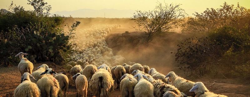 Все об овцах в Кизилюрте | ЗооТом портал о животных